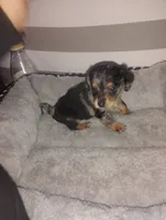 Milo, a male Miniature Dachshund for sale in Munfordville, KY – 2 of 6