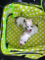 Lilly , a female Chihuahua for sale in Munfordville, KY – 2 of 5