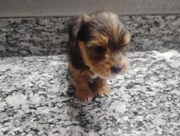 Sage, a male Yorkshire Terrier for sale in Munfordville, KY – 3 of 3