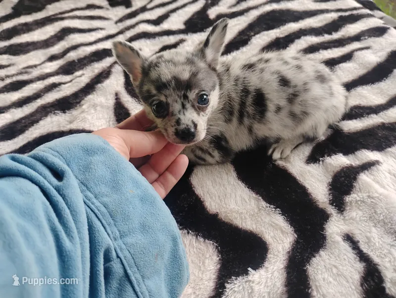 Max – Chihuahua puppy for sale in Munfordville, KY