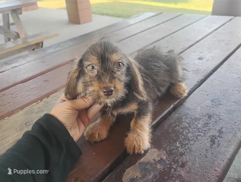 Molly – Dachshund, Yorkshire Terrier puppy for sale in Munfordville, KY