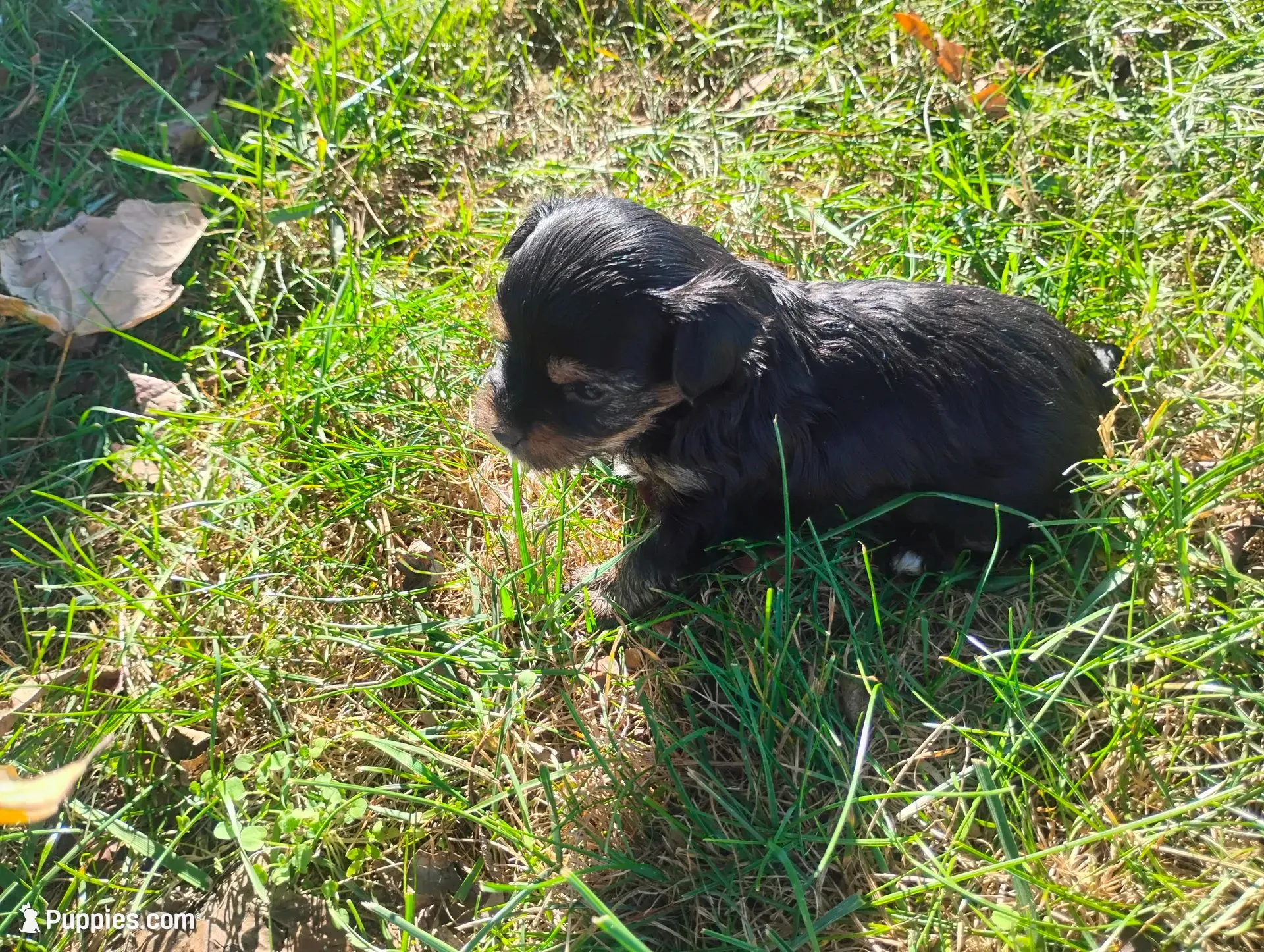 Max, a male Yorkshire Terrier for sale in Munfordville, KY – 3 of 7