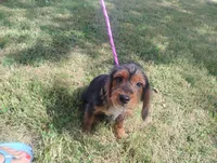 Max, a male Poodle - Miniature  and Miniature Dachshund for sale in Munfordville, KY – 2 of 5