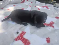 Diamond , a female Miniature Dachshund for sale in Munfordville, KY – 4 of 9