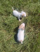 Lilly , a female Chihuahua for sale in Munfordville, KY – 4 of 5