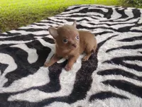 Tinkerbell , a female Chihuahua for sale in Munfordville, KY – 3 of 6