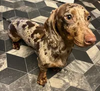 Precious , a female Miniature Dachshund for sale in Munfordville, KY – 3 of 7