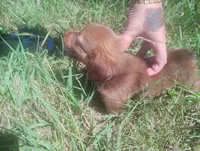 Milo, a male Miniature Dachshund for sale in Munfordville, KY – 2 of 7