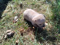 Milo, a male Chihuahua for sale in Munfordville, KY – 4 of 5