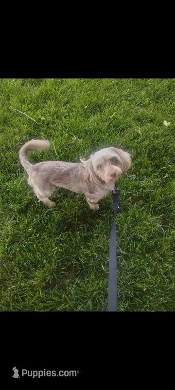 Max  – Doxiepoo puppy for sale in Munfordville, KY