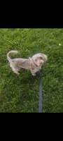 Max , a male Doxiepoo for sale in Munfordville, KY – 1 of 3