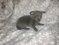 Sky, a male Chihuahua for sale in Munfordville, KY – 3 of 3