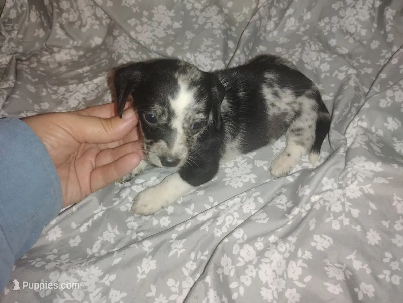 Dolly  – Miniature Dachshund puppy for sale in Munfordville, KY
