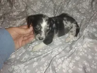 Dolly , a female Miniature Dachshund for sale in Munfordville, KY – 1 of 5