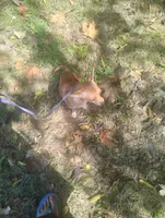 Foxy , a female Chihuahua for sale in Munfordville, KY – 3 of 6