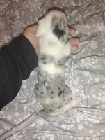 Diamond , a female Miniature Dachshund for sale in Munfordville, KY – 2 of 8