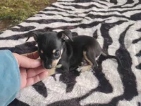 Leo, a male Chihuahua for sale in Munfordville, KY – 2 of 3
