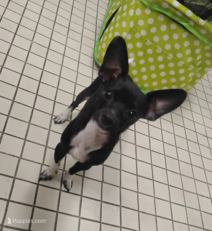 Daisy  – Chihuahua puppy for sale in Munfordville, KY