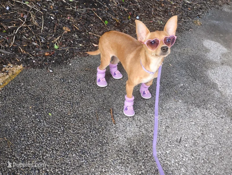 Foxy  – Chihuahua puppy for sale in Munfordville, KY