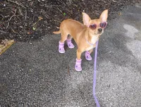 Foxy , a female Chihuahua for sale in Munfordville, KY – 1 of 6