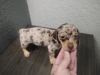 Precious , a female Miniature Dachshund for sale in Munfordville, KY – 6 of 7