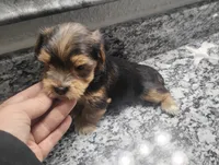 Sage, a male Yorkshire Terrier for sale in Munfordville, KY – 2 of 3