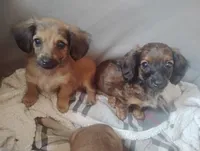 Chloe, a female Miniature Dachshund for sale in Munfordville, KY – 4 of 5
