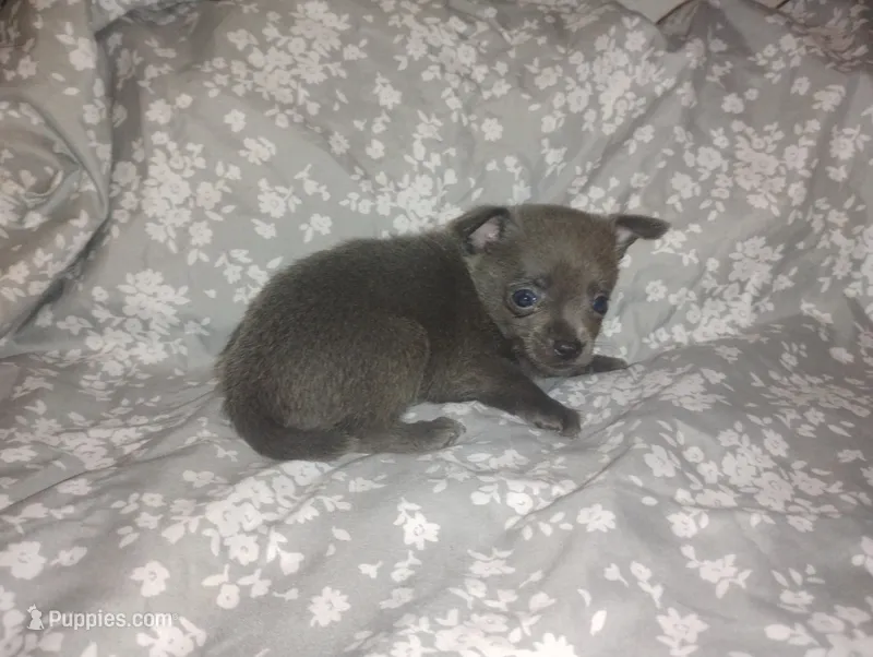 Leo – Chihuahua puppy for sale in Munfordville, KY