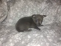 Leo, a male Chihuahua for sale in Munfordville, KY – 1 of 5
