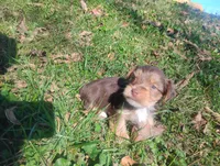 Max, a male Yorkshire Terrier for sale in Munfordville, KY – 3 of 4