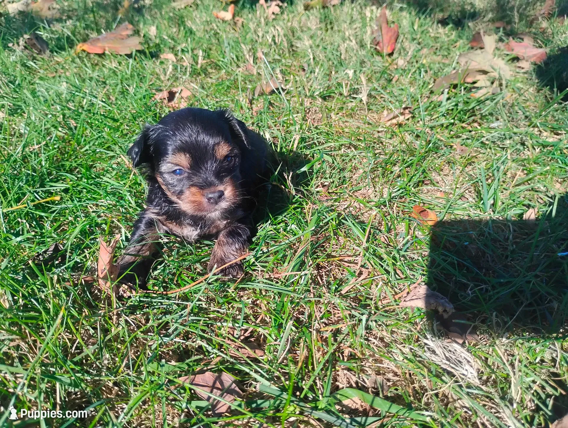 Max, a male Yorkshire Terrier for sale in Munfordville, KY – 5 of 7
