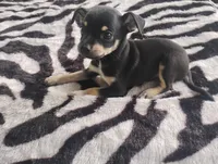 Leo, a male Chihuahua for sale in Munfordville, KY – 1 of 3