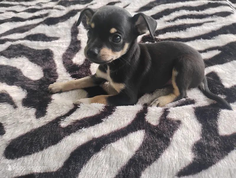 Leo – Chihuahua puppy for sale in Munfordville, KY