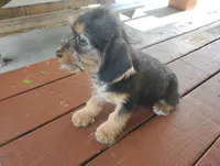 Lilly , a female Dachshund and Yorkshire Terrier for sale in Munfordville, KY – 3 of 6