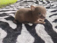 Tinkerbell , a female Chihuahua for sale in Munfordville, KY – 2 of 6