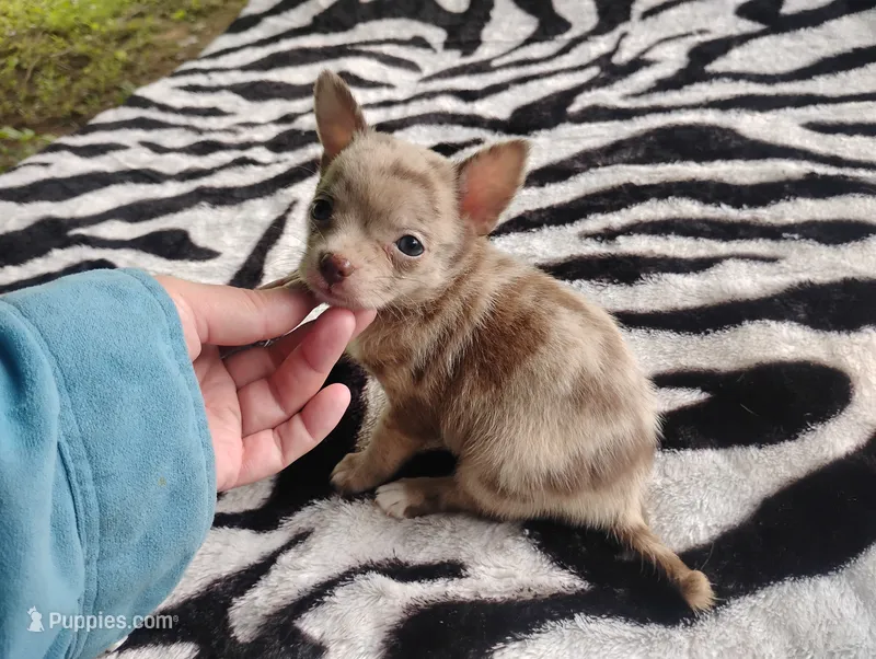 Lilly – Chihuahua puppy for sale in Munfordville, KY