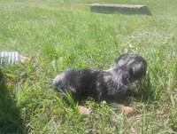 Max, a male Dachshund for sale in Munfordville, KY – 4 of 7