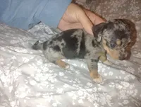 Daisy , a female Miniature Dachshund for sale in Munfordville, KY – 4 of 4