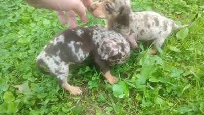 Precious , a female Miniature Dachshund for sale in Munfordville, KY – 7 of 7