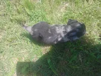 Max, a male Dachshund for sale in Munfordville, KY – 5 of 7