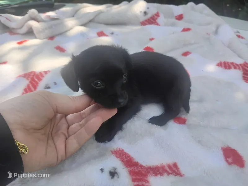 Molly – Chihuahua puppy for sale in Munfordville, KY