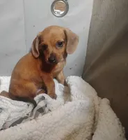 Max, a male Miniature Dachshund for sale in Munfordville, KY – 2 of 6
