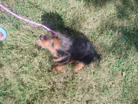 Max, a male Poodle - Miniature  and Miniature Dachshund for sale in Munfordville, KY – 5 of 5