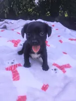 Molly, a female Chihuahua for sale in Munfordville, KY – 5 of 5