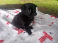 Lucky , a male Chihuahua for sale in Munfordville, KY – 2 of 4