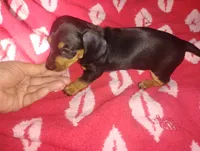 Maverick , a male Miniature Dachshund for sale in Munfordville, KY – 3 of 3