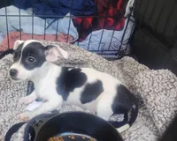 Daisy , a female Chihuahua for sale in Munfordville, KY – 1 of 6