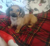 Lilly , a female Miniature Dachshund for sale in Munfordville, KY – 3 of 6