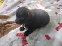 Milo, a male Chihuahua for sale in Munfordville, KY – 3 of 4
