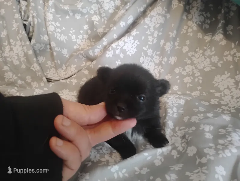 Dixie  – Chihuahua puppy for sale in Munfordville, KY